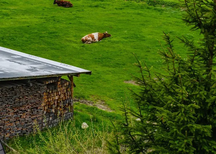 Knieja 3* 穆扎希赫尔